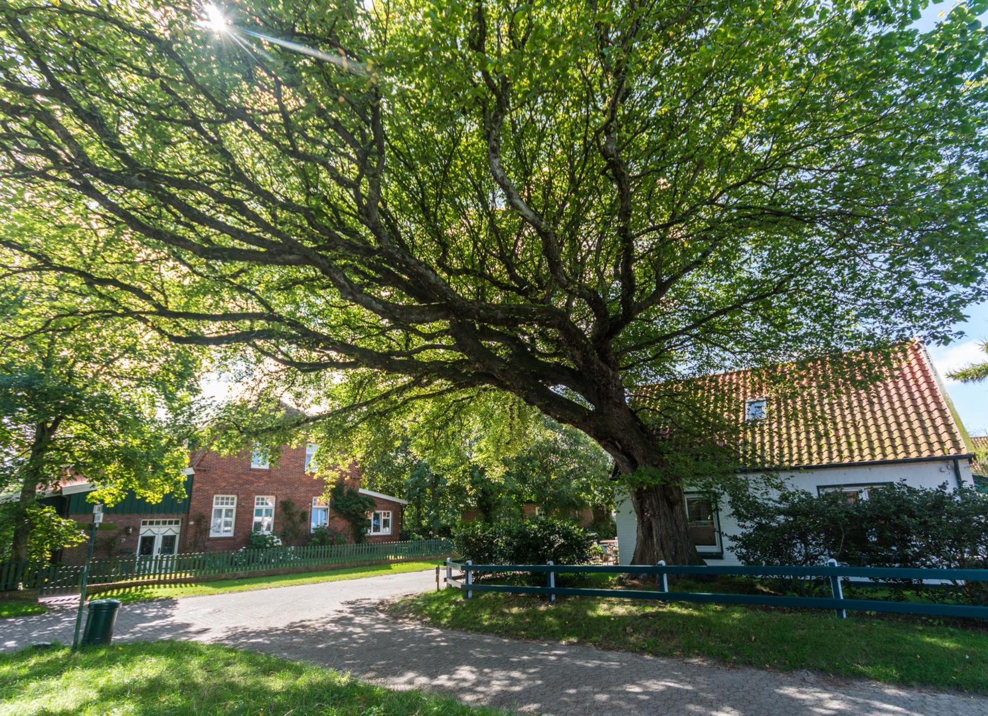 Arche Svea Kiebitz Spiekeroog Exterior foto